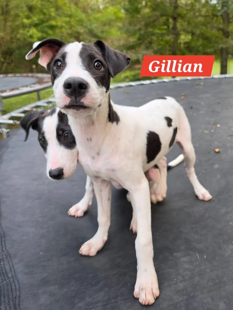 Gillian thumbnail 2