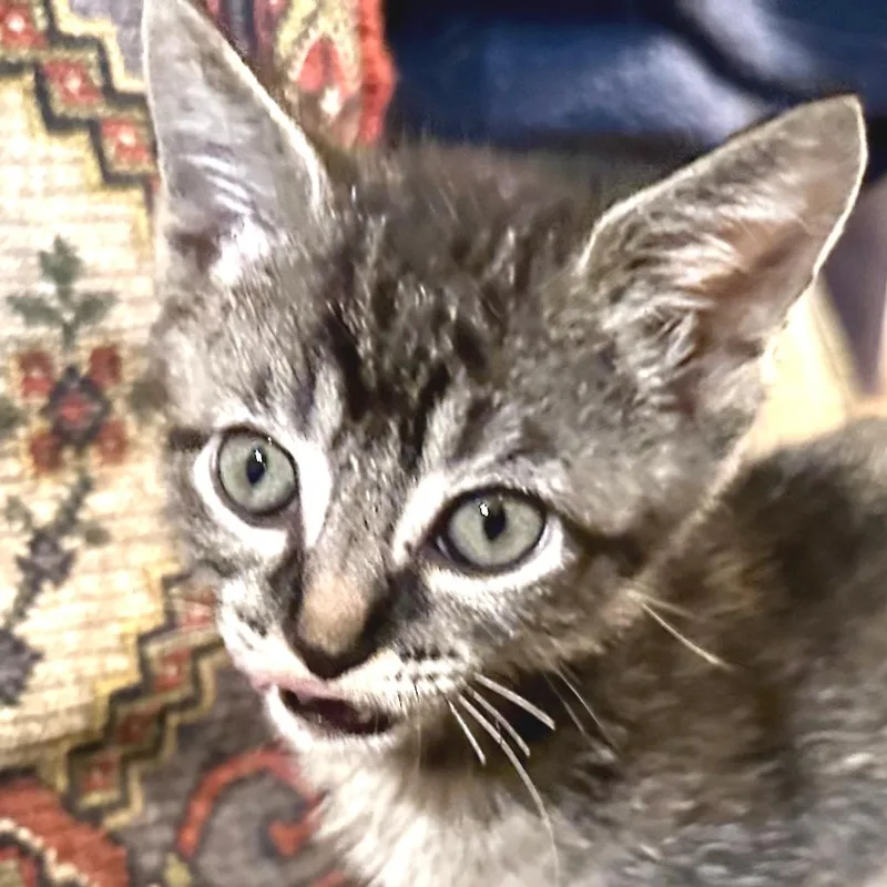 A baby small-sized male Domestic Short Hair cat named Poika for adoption in Cumming, GA