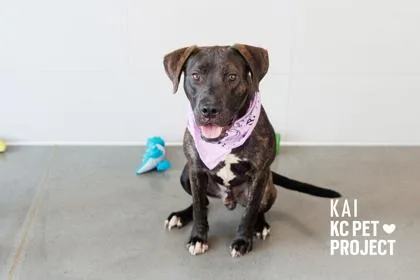 An adult medium-sized male Black Mixed Breed dog named Kai for adoption in Kansas City, MO