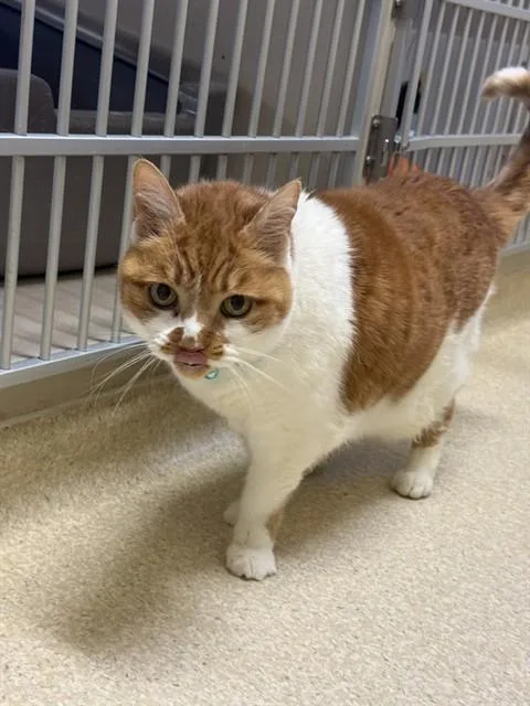 A senior medium-sized male Domestic Short Hair cat named Ziggy for adoption in South Lake Tahoe, CA