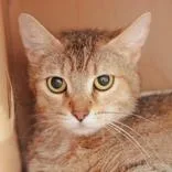 An adult medium-sized female Orange & White Domestic Short Hair cat named Lydia for adoption in Hilliard, OH