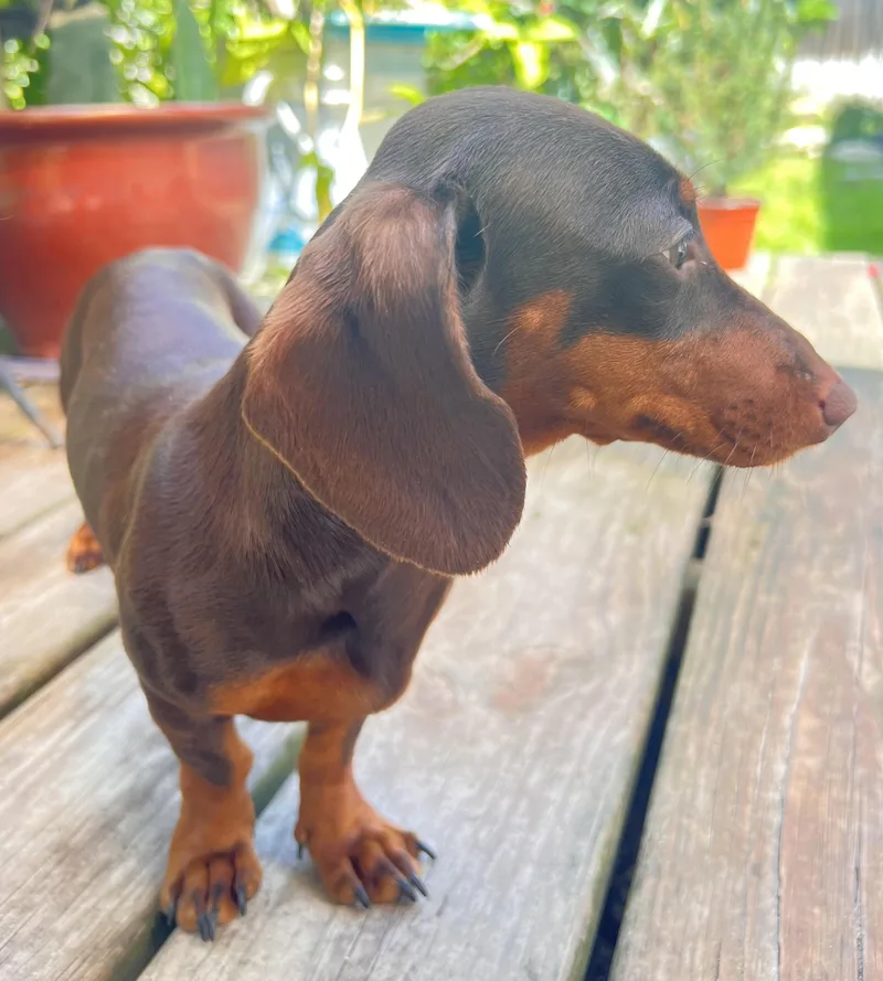 A young small-sized female Brown / Chocolate Dachshund dog named Coco for adoption in Sarasota, FL