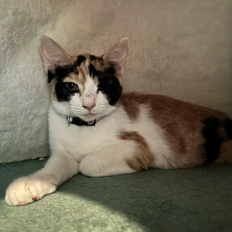 A baby small-sized female Calico Domestic Short Hair cat named Mona Lisa for adoption in Wells, ME