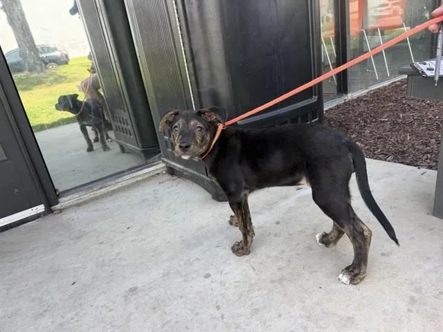 A baby medium-sized female German Shepherd Dog dog named Tawny for adoption in Ontario, CA