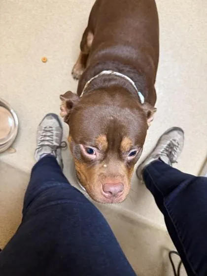 A young medium-sized male Mixed Breed dog named Draco for adoption in Longmont, CO