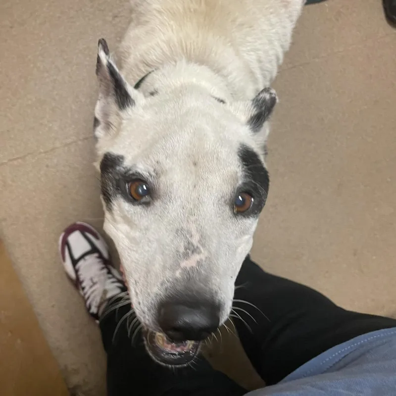 An adult medium-sized male White / Cream Mixed Breed dog named Spuds for adoption in Chattanooga, TN