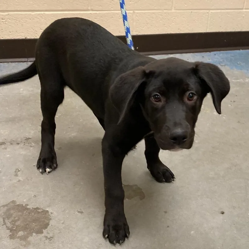 A baby medium-sized male Black Mixed Breed dog named Sergio for adoption in Memphis, TN