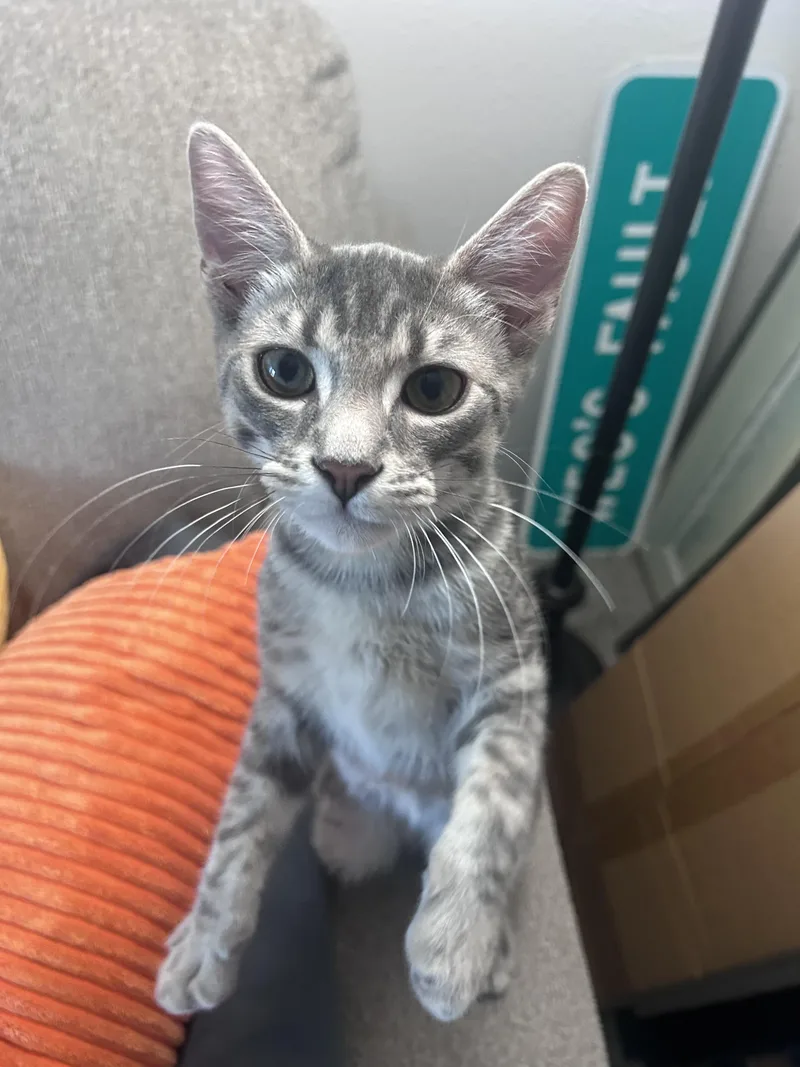 A baby medium-sized male Tabby (Gray / Blue / Silver) Domestic Short Hair cat named Mint Julep for adoption in Springfield, OR
