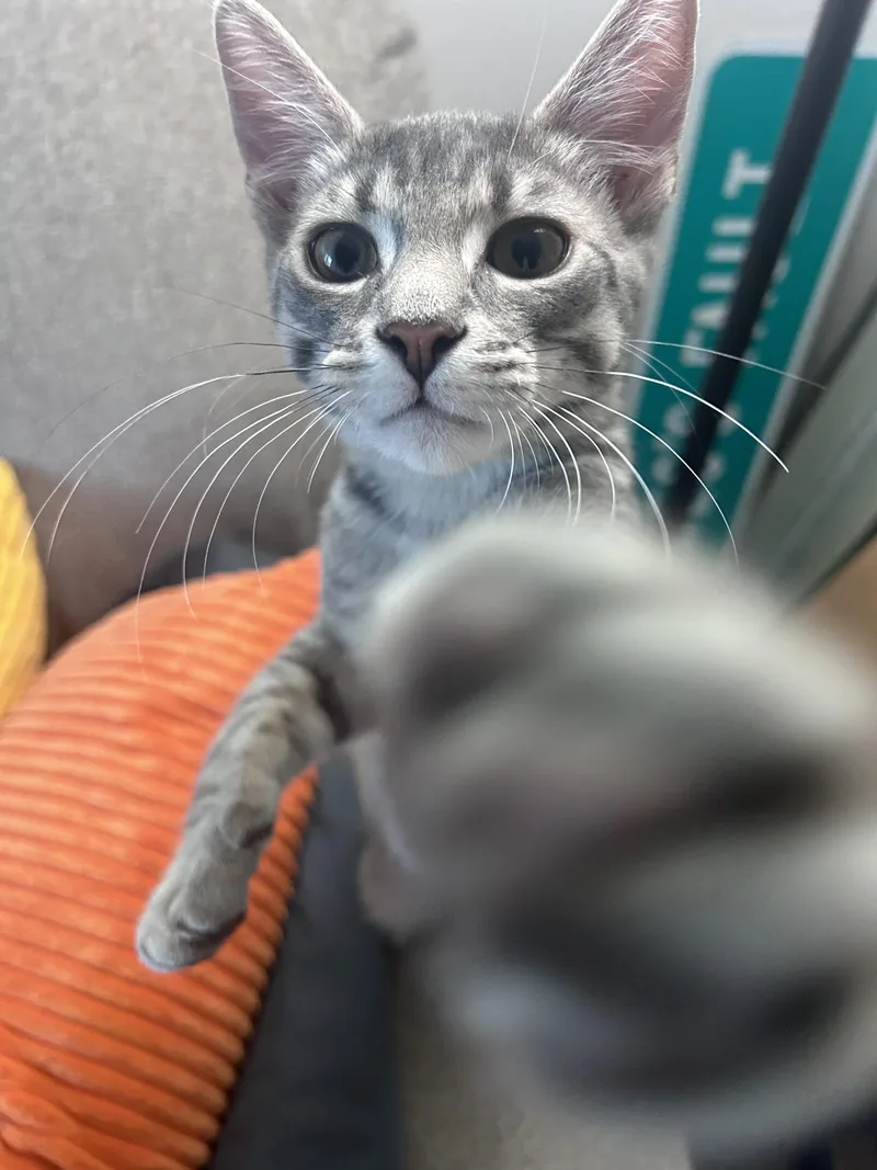 Mint Julep thumbnail 5