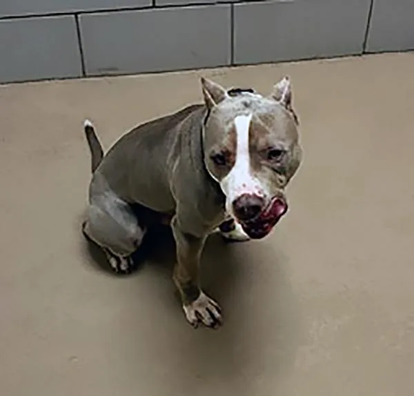 A young medium-sized male Gray / Blue / Silver Mixed Breed dog named Chimichanga for adoption in Nashville, TN