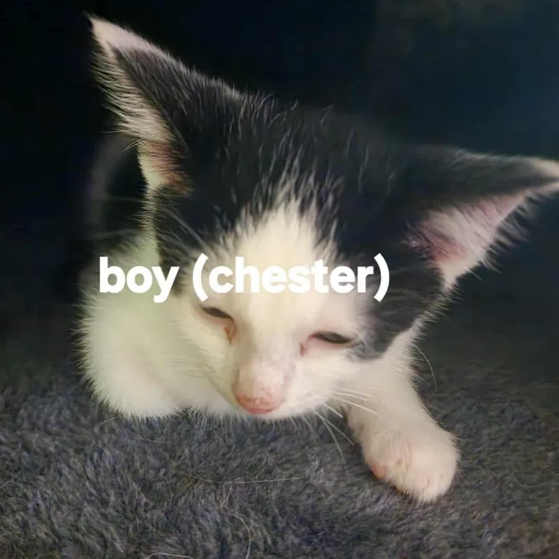 Chester