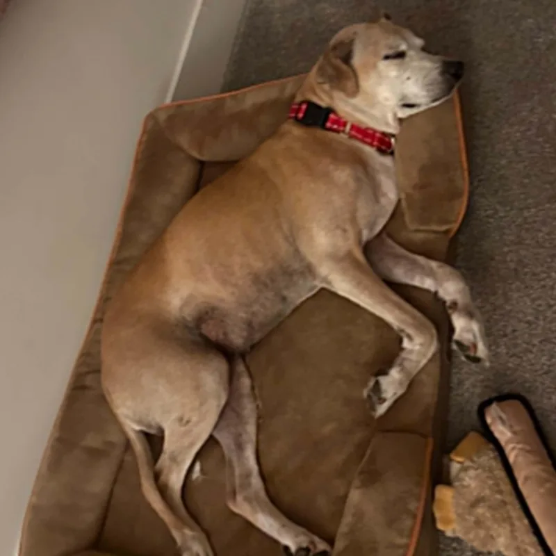 A senior medium-sized female Cattle Dog dog named Miss Bowser for adoption in Wantagh, NY