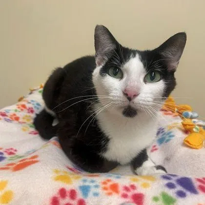 A young medium-sized female Black & White / Tuxedo Domestic Short Hair cat named Darcy for adoption in Rochester, MN
