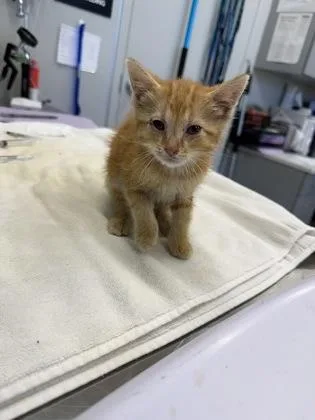A baby small-sized female Domestic Short Hair cat named Sophie for adoption in Lafayette, IN