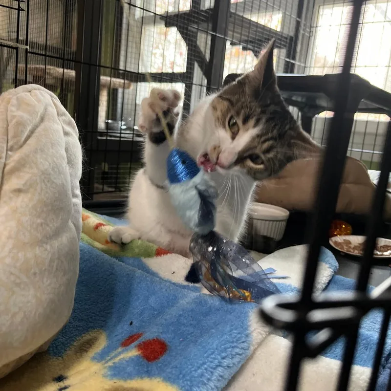 Tootsie Ardmore thumbnail 2