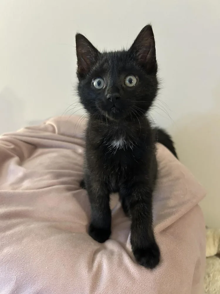 A baby small-sized female Black Domestic Short Hair cat named Honey Lf for adoption in Greenville, SC