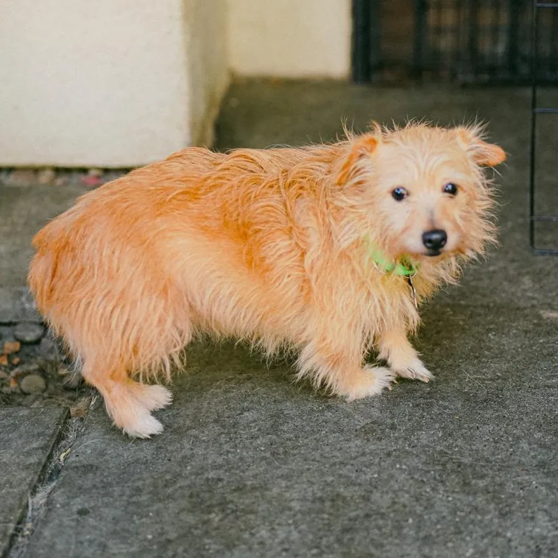 An adult small-sized female Yellow / Tan / Blond / Fawn Terrier dog named Audie for adoption in San Francisco, CA