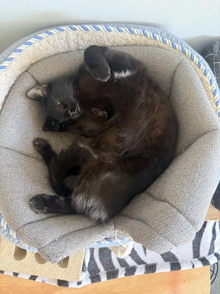 A young medium-sized male Black Domestic Short Hair cat named Mus Mus for adoption in Ferndale, MI
