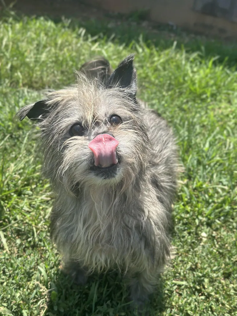 A senior small-sized male Yorkshire Terrier dog named Charlie Brown May for adoption in Pacolet, SC