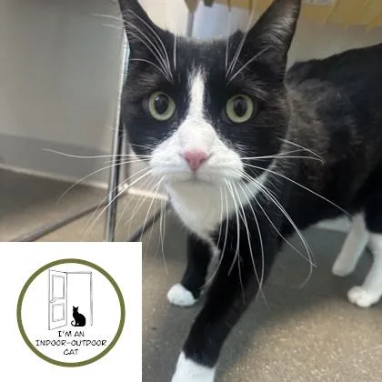 Sylvester Stallone thumbnail 2