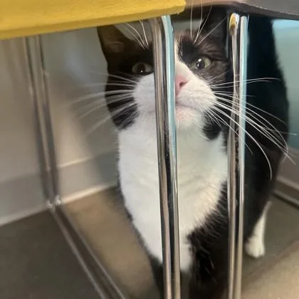 Sylvester Stallone thumbnail 3