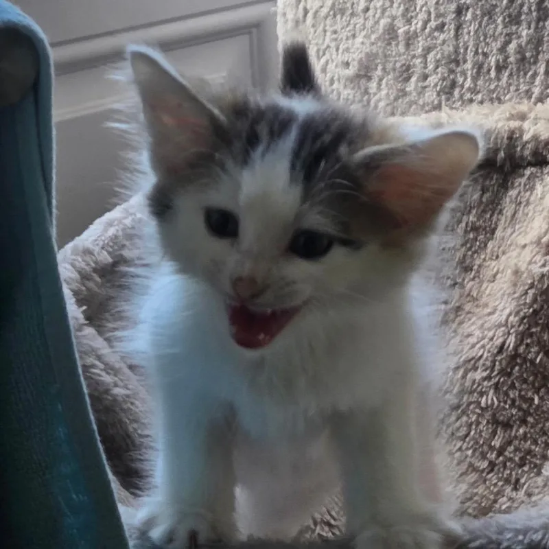 A baby small-sized male White Domestic Short Hair cat named Moose Tracks for adoption in Fredericksburg, VA