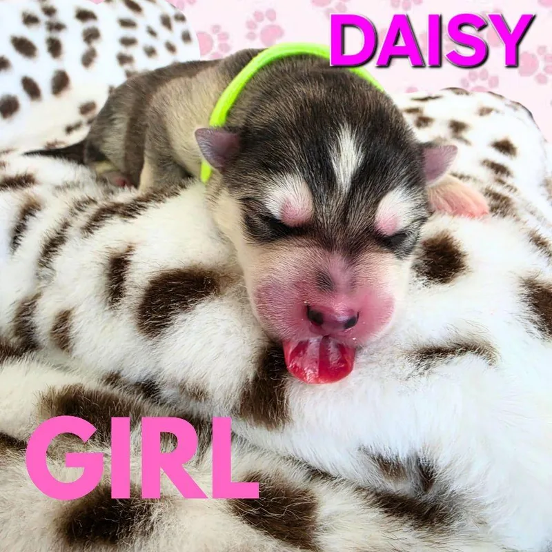 A baby medium-sized female White / Cream Husky dog named Daisy for adoption in Studio City, CA