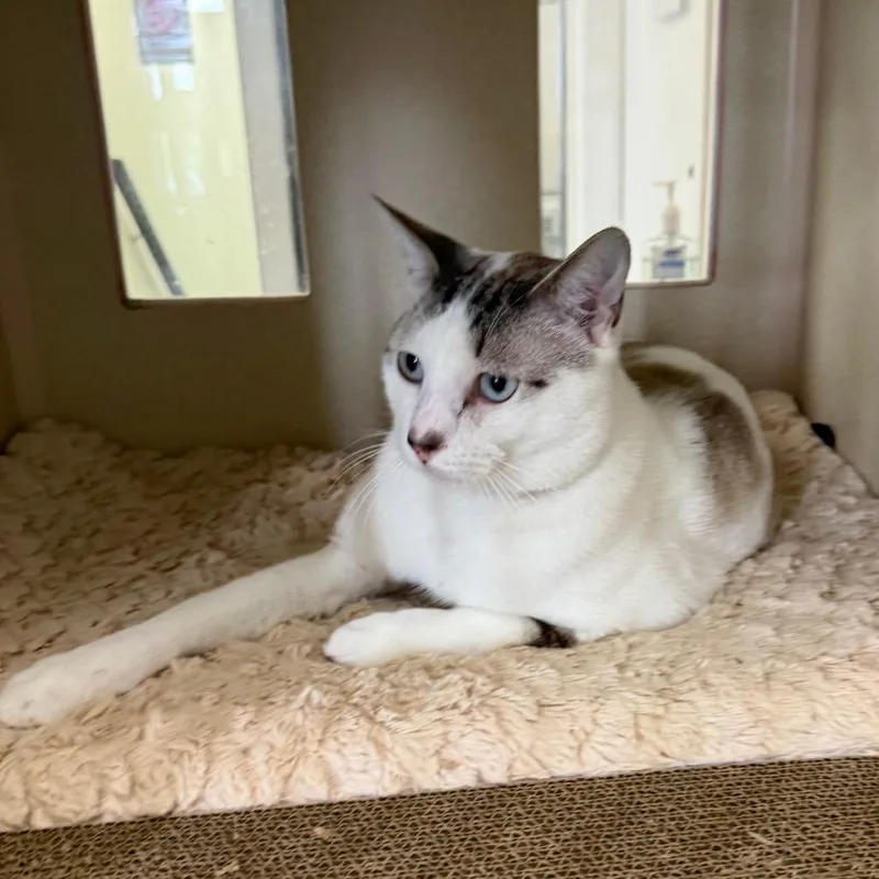 A young medium-sized male White Domestic Short Hair cat named Hermes for adoption in Houston, TX