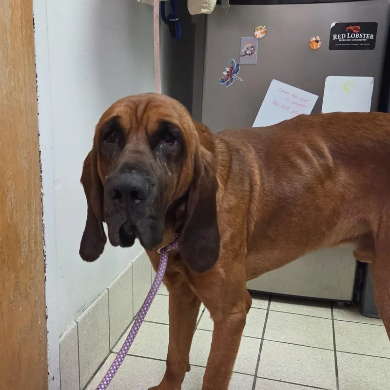 An adult large-sized male Brown / Chocolate Mixed Breed dog named Randy Aka Doc for adoption in Charleston, WV