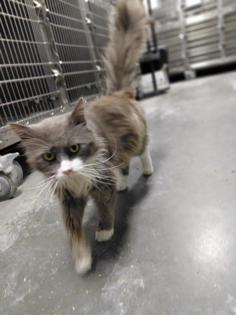 A young small-sized male Domestic Long Hair cat named Roman for adoption in Henderson, NC
