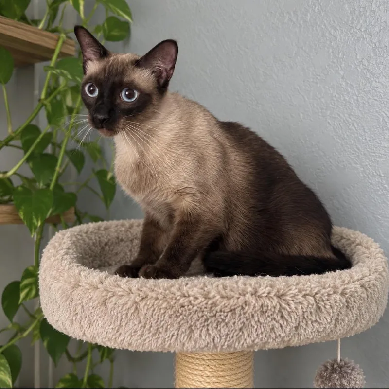 An adult large-sized male Siamese cat named Ides of March for adoption in Boerne, TX