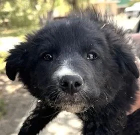 A baby medium-sized female Black Border Collie dog named Ewok for adoption in San Luis, CO