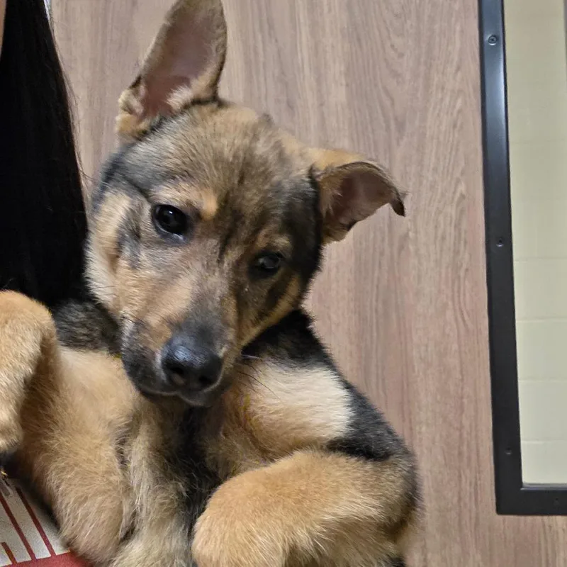 A baby small-sized male Black German Shepherd Dog dog named Hachi for adoption in Bristol, IN