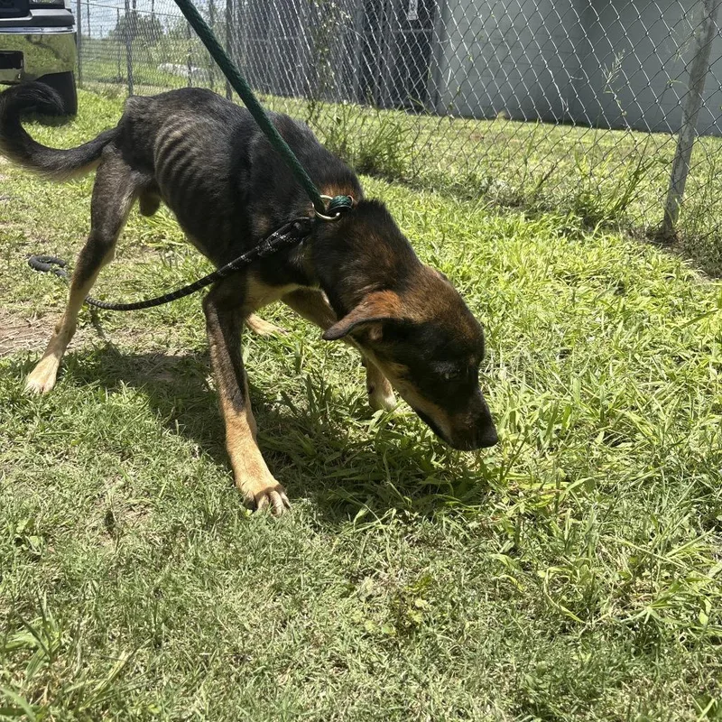 An adult medium-sized male Black Mixed Breed dog named Spongebob for adoption in Austin, TX