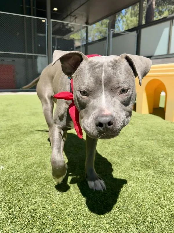 An adult medium-sized male Mixed Breed dog named Luke for adoption in Truckee, CA