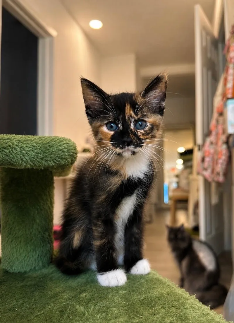 A baby small-sized female Calico Domestic Short Hair cat named Carlota for adoption in Boca Raton, FL