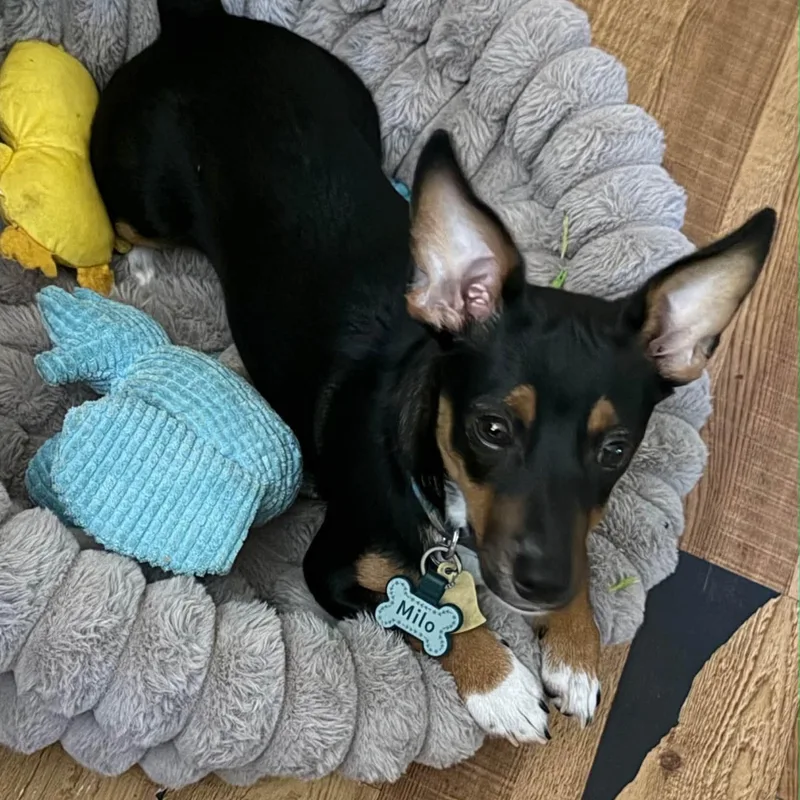 A baby small-sized male Chihuahua dog named Milo for adoption in Meridian, MS