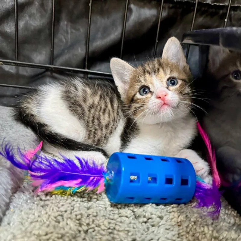 A baby small-sized male Brown / Chocolate Domestic Short Hair cat named Richard for adoption in Fredericksburg, TX