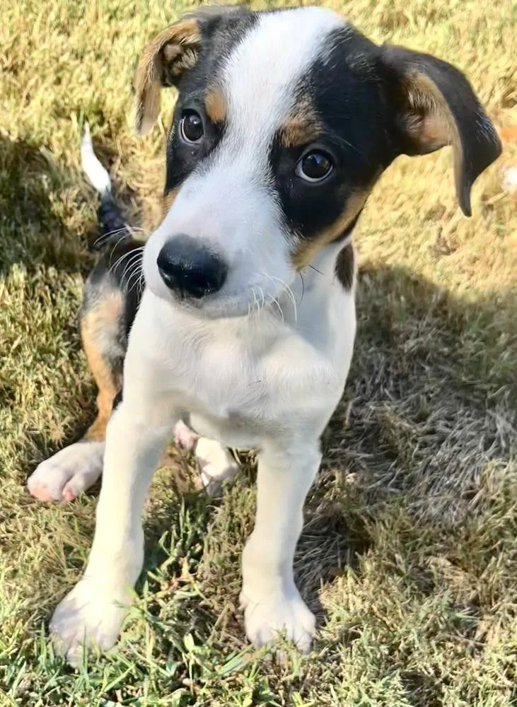 A baby small-sized male Tricolor (Brown, Black, & White) Australian Shepherd dog named Patches for adoption in Gillsville, GA
