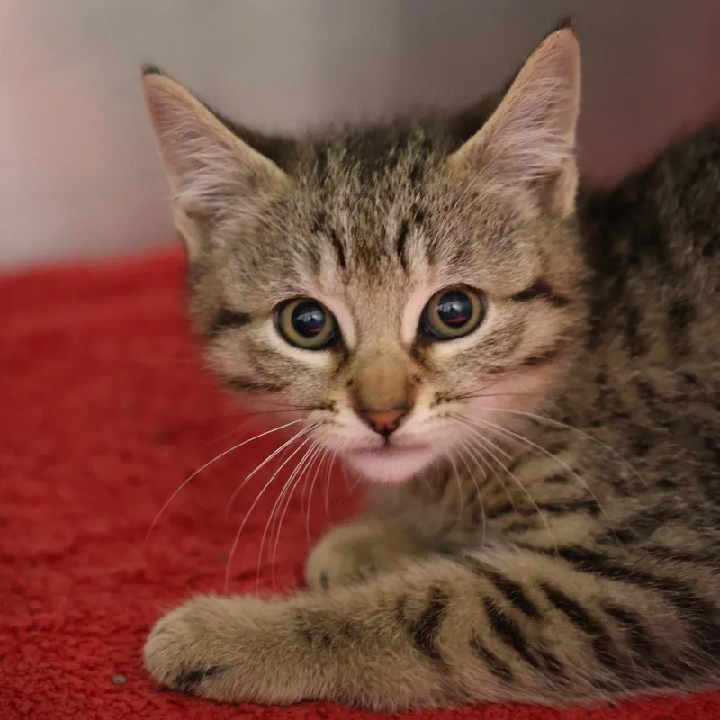 A baby small-sized male Brown / Chocolate Domestic Short Hair cat named Spwcstray for adoption in Briarcliff Manor, NY