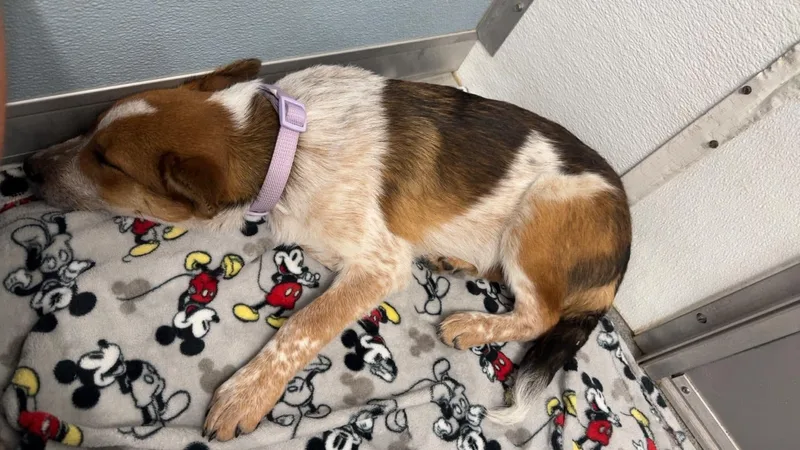 A baby medium-sized female Merle (Red) Australian Cattle Dog / Blue Heeler dog named Bingo for adoption in Seward, NE