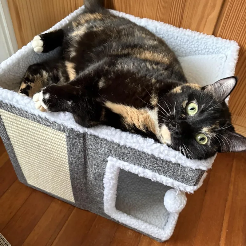 An adult large-sized female Tortoiseshell Domestic Short Hair cat named Sally Steamroller for adoption in Medford, NJ
