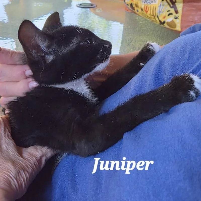 Juniper