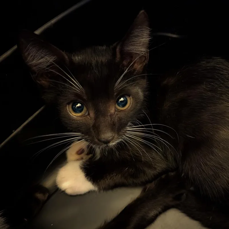 A baby small-sized male Black Domestic Short Hair cat named Daniel for adoption in Hamburg, NY