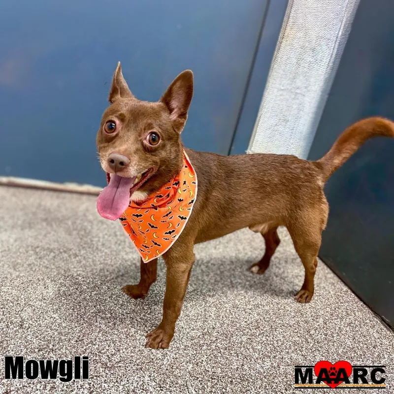 Mowgli
