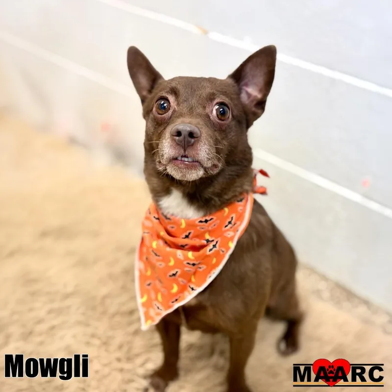 Mowgli thumbnail 2