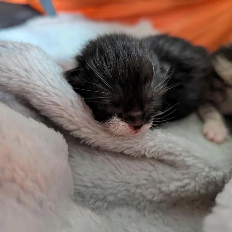 A baby medium-sized male Black & White / Tuxedo Domestic Short Hair cat named Beard for adoption in Lake Orion, MI