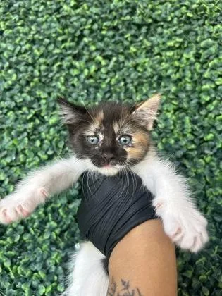 A baby small-sized female Black Domestic Short Hair cat named 61756008 for adoption in El Paso, TX