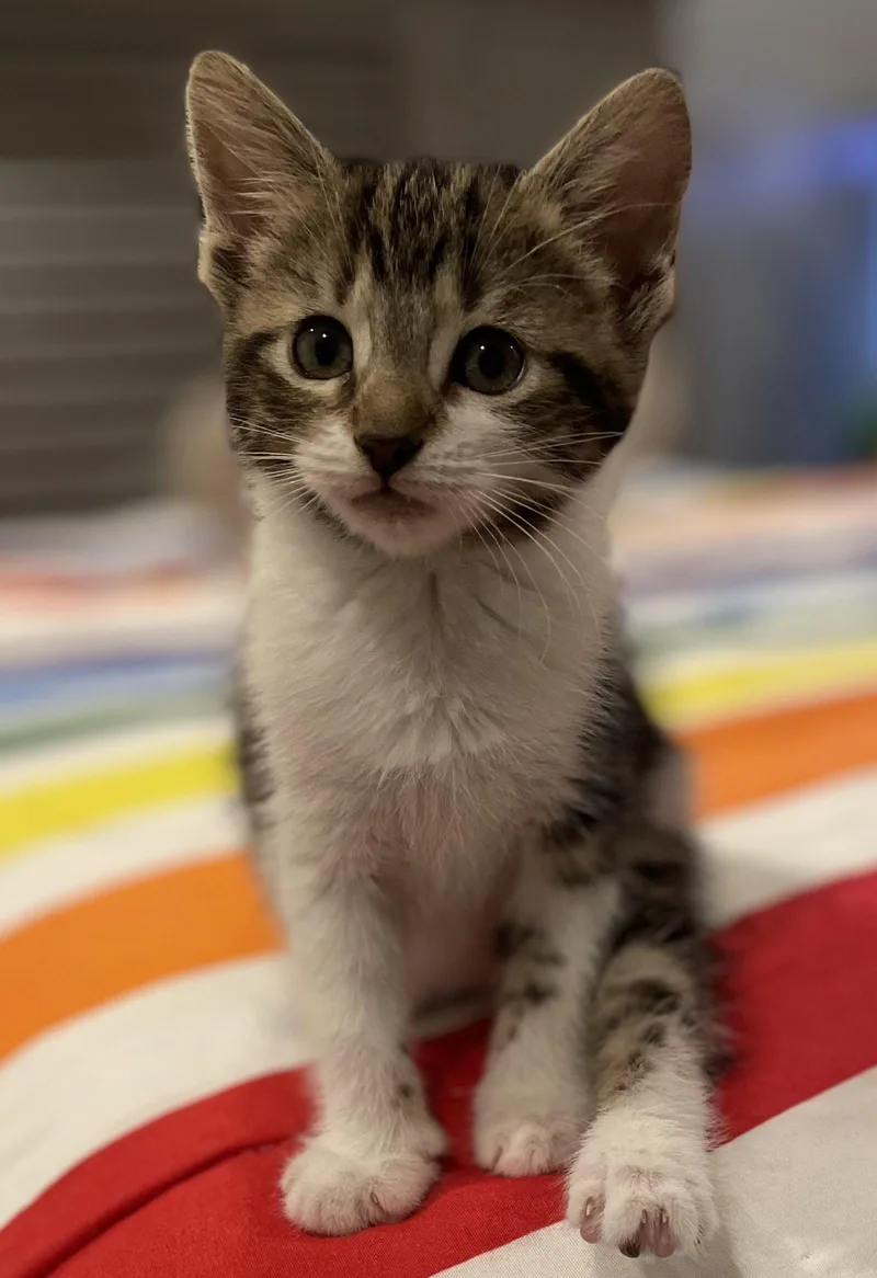 A baby medium-sized female Domestic Short Hair cat named Millie for adoption in Social Circle, GA