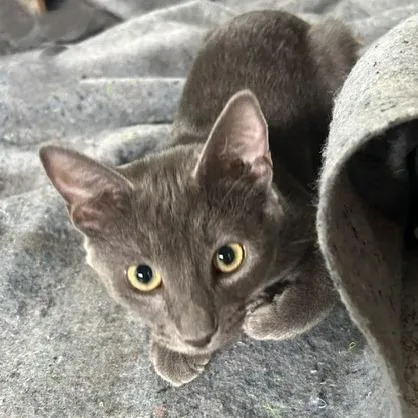 A baby small-sized female Gray / Blue / Silver Domestic Short Hair cat named Debbie for adoption in Roswell, GA